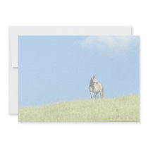 Arabian mare, Victoria, Australia Personalized Invitations