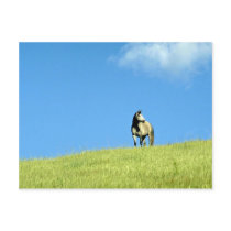 Arabian mare, Victoria, Australia Postcard