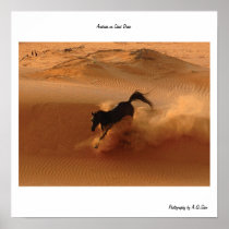 Arabian on Sand Dune Print