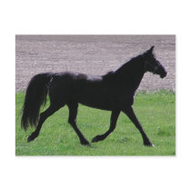 Arabian Profile Postcards