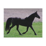 Arabian Profile Postcards