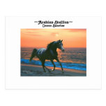 Arabian Stallion Ocean Postcard