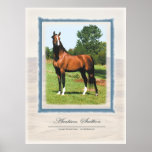 Arabian Stallion posters