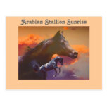 Arabian Stallion Sunrise Postcard