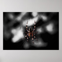 Arachnid Poster & Canvas Print