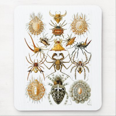 Arachnida (Spiders), Ernst Haeckel by vintagetreasurechest