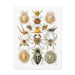 Arachnida (Spiders), Ernst Haeckel