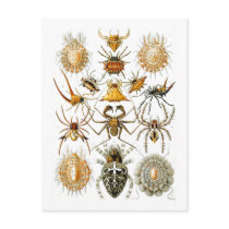 Arachnida (Spiders), Ernst Haeckel
