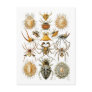 Arachnida (Spiders), Ernst Haeckel