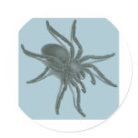Aranea Avicularia, Black Cuban Spider Round Stickers