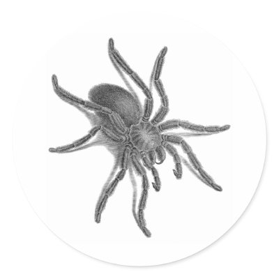 Aranea Avicularia, Black Cuban Spider Round Sticker by Insects