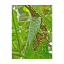 Araneus Marbled Orb Weaver Spider Post Cards