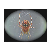 Araneus Orb Weaver Spider Postcard