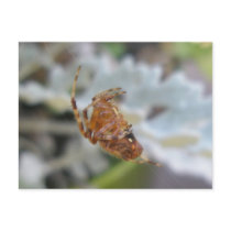 Araneus Orb Web Spider in Web Postcard