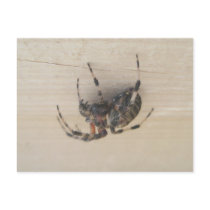 Araneus Orb Web Spider Postcard