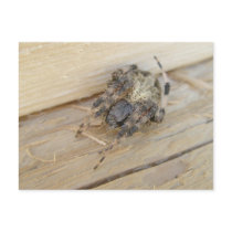Araneus Orb Web Spider Postcard