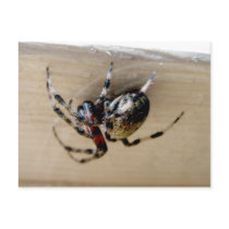 Araneus Orb Web Spider Postcard