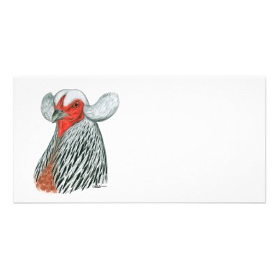 Araucana Hen by diane_jacky