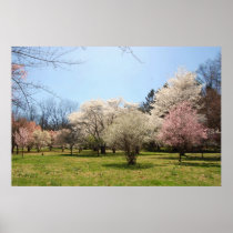 Arboretum: Mix of Flowering Trees Poster