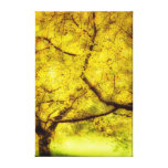 Arboretum Trees Stretched Canvas Prints