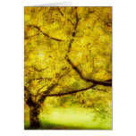 Arboretum Trees Cards