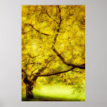 Arboretum Trees Print