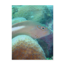 Arc Eye Hawkfish Postcard
