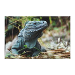 Archie - Canvas Stretched Canvas Prints