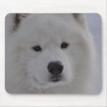 Arctic Dog Mousepads