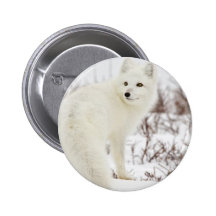arctic-fox-canada button