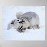 Arctic Fox Fight Poster