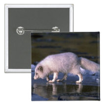Arctic Fox foraging along icy river Pinback Buttons