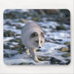 Arctic Fox in snowy rocks Mousepad