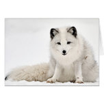 Arctic Fox in the Snow Greeting Card