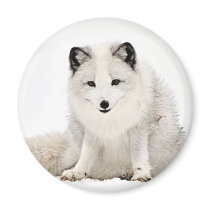 Arctic Fox in the Snow Refrigerator Magnet