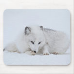 Arctic Fox in the Snow Mouse Pad
