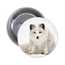 Arctic Fox in the Snow Pins