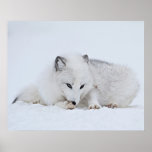 Arctic Fox in the Snow Print