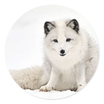 Arctic Fox in the Snow Round Stickers
