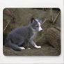 Arctic Fox kit Mouse Pad