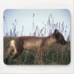 Arctic Fox on summer tundra Mouse Pad