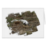 Arctic Fox on the Ground Card