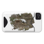 Arctic Fox on the Ground; No Text Iphone 4 Id Cases
