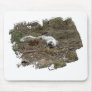 Arctic Fox on the Ground; No Text Mouse Pads