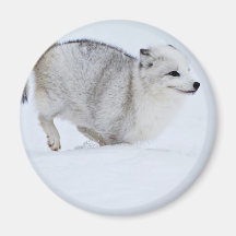 Arctic Fox on the Run Fridge Magnet