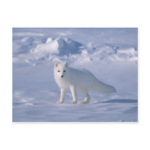 Arctic Fox Postcards