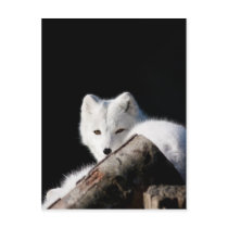 Arctic Fox Post Card
