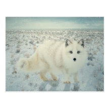 Arctic Fox Postcard