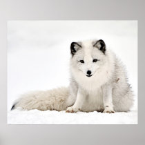 Arctic Fox Poster