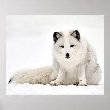 Arctic Fox Poster